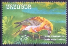 Red Crossbill (Loxia