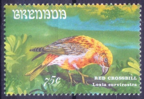 Red crossbill loxia - red, (loxia