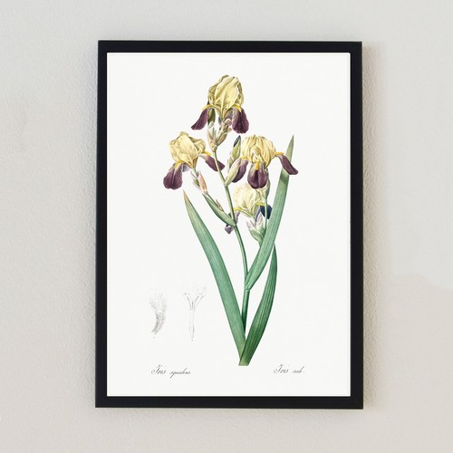 Illustrazione fiore botanico
