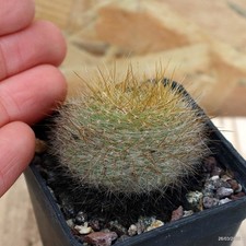 Notocactus grasneri Vaso 5 cm