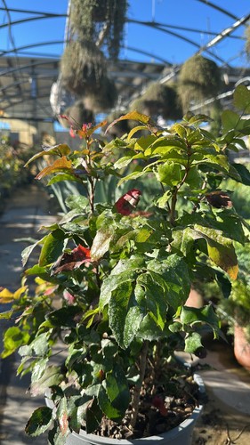 Mahonia aquifolium - aquifolium,