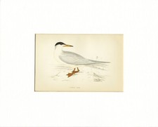 UCCELLI , LOTTO  DI 6