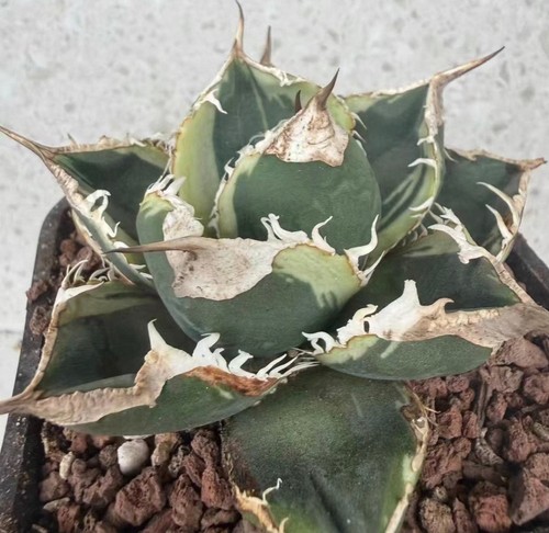 Raro cactus agave titanota - raro,