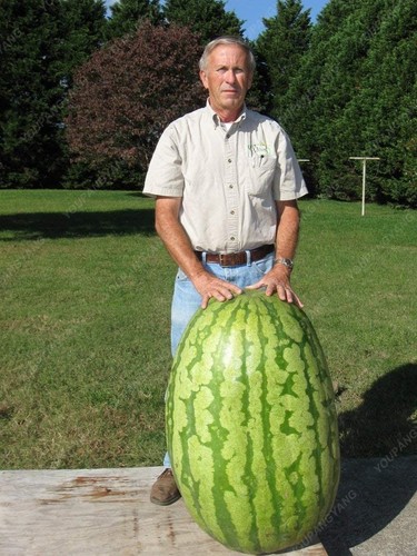 Semi anguria gigante - semi,