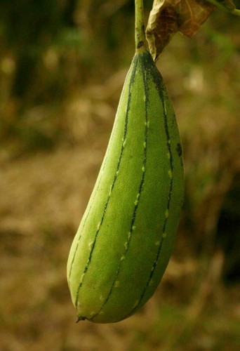 Luffa cylindrica loofath - cylindrica,