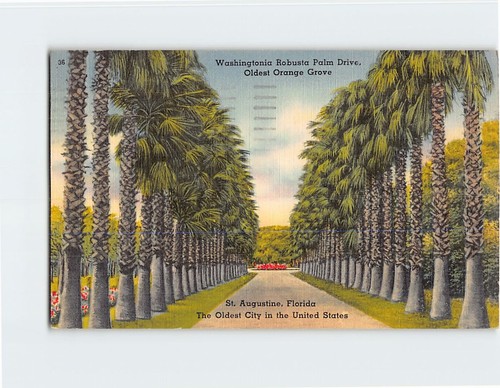 Cartolina washingtonia robusta - washingtonia,