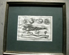 stampa antica incisione rame