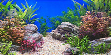 180X46Cm Pianta Acquatica