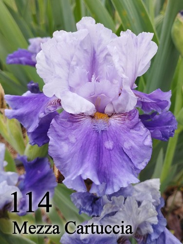 Rizoma iris germanica - 1,