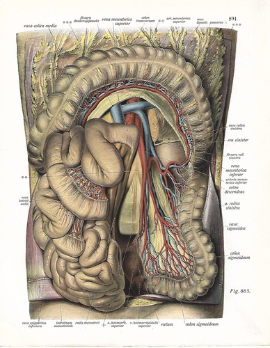 Stampa antica anatomia - stampa, addome