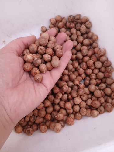 Graines fraiches butia - 50,