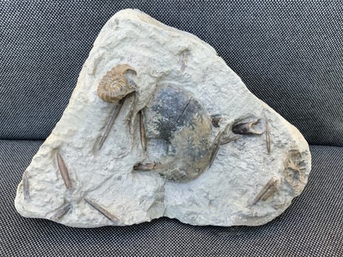 Rare ammonite belemnite - ammonite, &