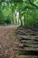 Photo 6x4 Log-pile in The Hawk