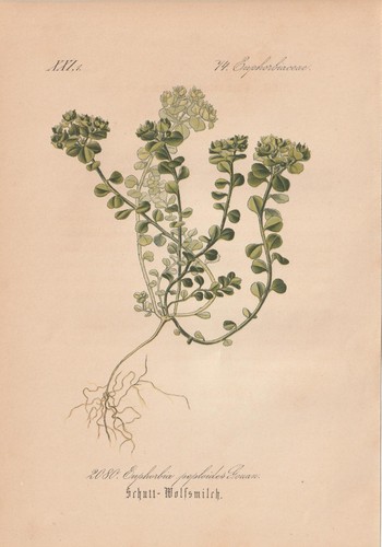 Schlechtendal cromolitografia - schlechtendal,
