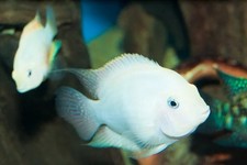 CICLIDE SUDAMERICANO