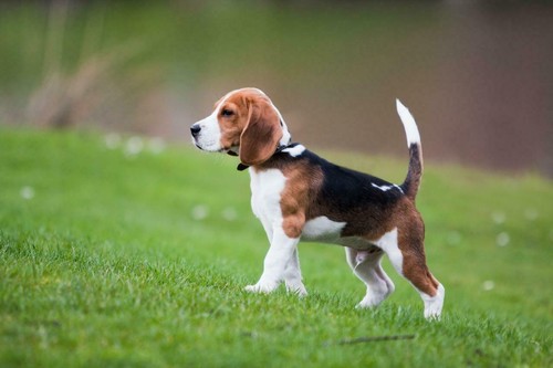 Beagle dog glossy - beagle,