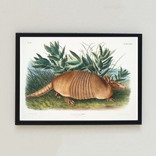 Vintage nove bande Armadillio