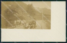 Belluno Cadore Cows Photo