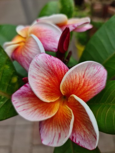 Frangipani plumeria - frangipani,
