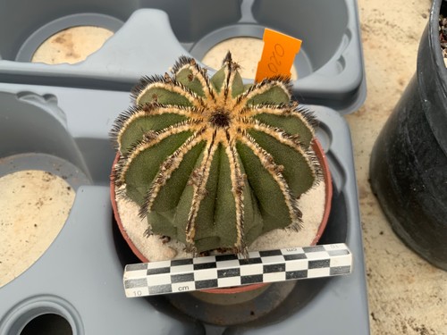 020 uebelmannia pectinifera - 020,