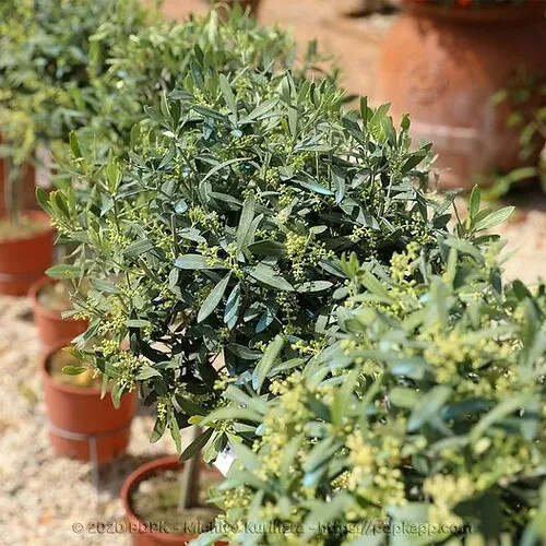 Olivi forma palla pianta - olivi,