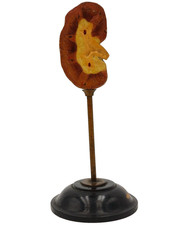 MODELLO ANATOMICO ANNI '30 - RENE SU BASE DI LEGNO