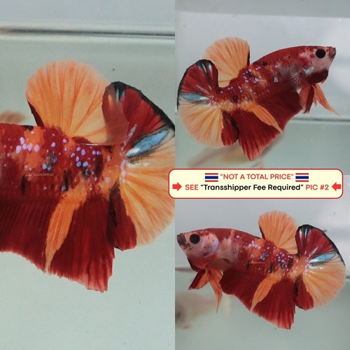 Live betta fish - fish, (thailandia)