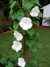 Bs1453vd morning glory - morning, bianco