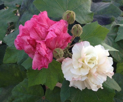 Semi hibiscus mutabilis - hibiscus,