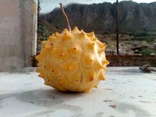 50 SEMI KIWANO ROTONDO BIANCO rarissimo "Cucumis metulife"SPEDIZIONE GRATUITA "