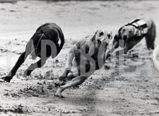 Foto vintage Animali, una corsa di levrieri, stampa 21 x 15 cm