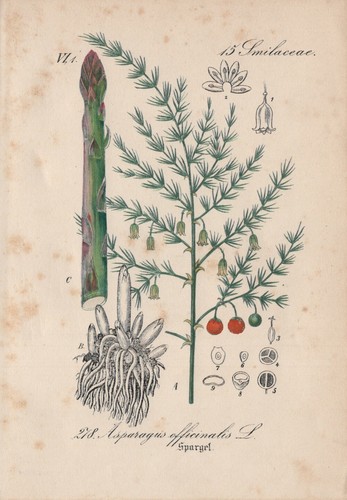 Asparagi asparagus - asparagi, (asparagus