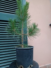 Pinus thunbergii Pino Nero