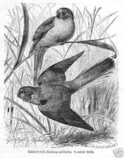 Bellissimo parrocchetto