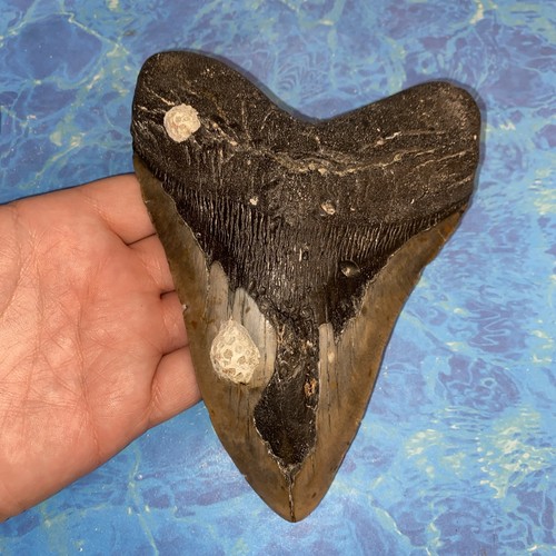 Megalodonte dente squalo - megalodonte,