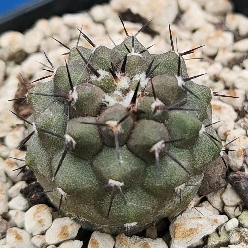 Copiapoa cinerea 3006 - copiapoa,