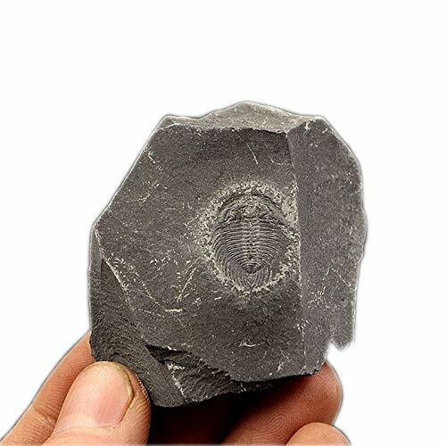 Zhang trilobite fossil - zhang,