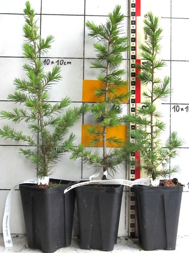 Cedrus libani vero - cedrus,
