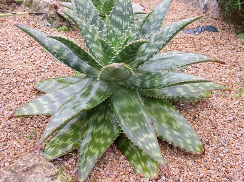 Aloe maculata sapone - sapone,