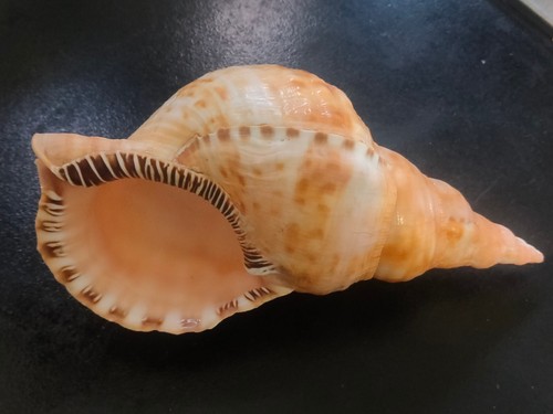 Conchiglia shell charonia - shell,