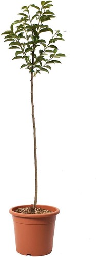 Pianta caco diospyros - di,