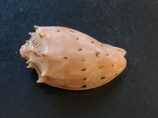 Conchiglia Shell Voluta CYMBIOLA SOPHIA  mm 56,7  Australia