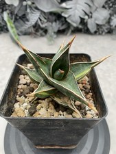 Sansevieria pinguicula