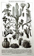 1897 OLD  LITOGRAFICA PRINT:PIANTE DI CACTUS-KAKTUS GEWÄCHSE.VARIETA.BROCKHAUS.
