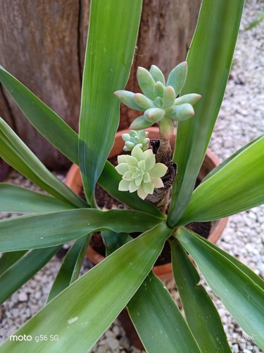 Yucca vaso di terracotta - di,