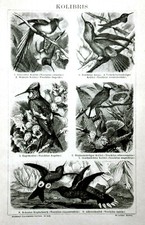 1894.Stampa Xilografica