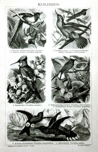 1894 stampa xilografica - 1894.stampa,