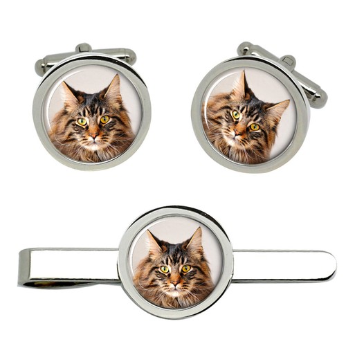 Gatto maine coon - coon, e