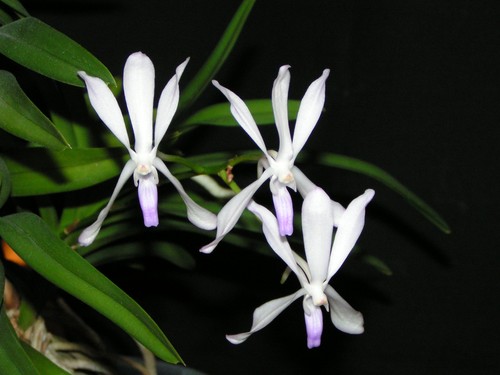 Vanda pat arcari - pat, x