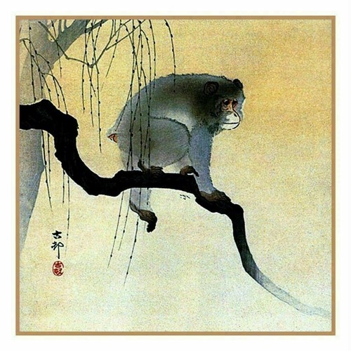 Scimmia giapponese ohara - scimmia,